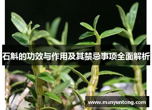 石斛的功效与作用及其禁忌事项全面解析