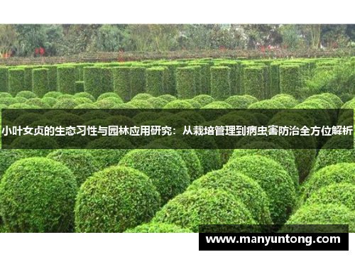 小叶女贞的生态习性与园林应用研究：从栽培管理到病虫害防治全方位解析