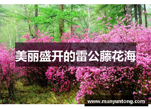 美丽盛开的雷公藤花海